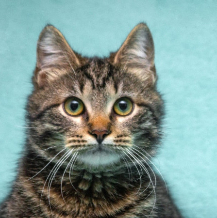 Прекрасный котенок тигренок Тихон в поисках дома. В дар!, котенок 9 месяцев