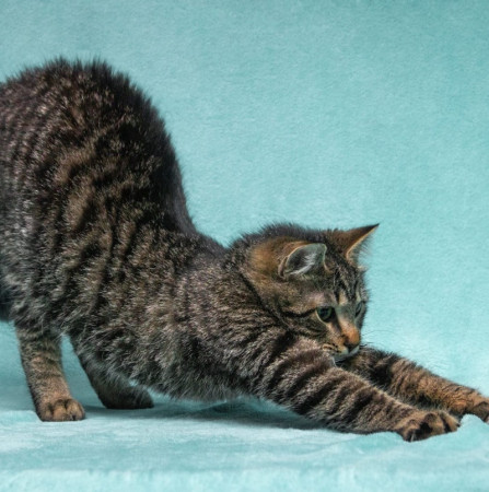 Прекрасный котенок тигренок Тихон в поисках дома. В дар!, котенок 9 месяцев