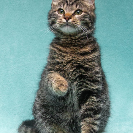 Прекрасный котенок тигренок Тихон в поисках дома. В дар!, котенок 9 месяцев