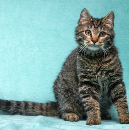 Прекрасный котенок тигренок Тихон в поисках дома. В дар!, котенок 9 месяцев