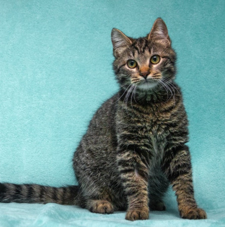 Прекрасный котенок тигренок Тихон в поисках дома. В дар!, котенок 9 месяцев