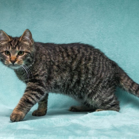 Прекрасный котенок тигренок Тихон в поисках дома. В дар!, котенок 9 месяцев