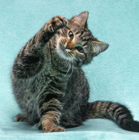 Прекрасный котенок тигренок Тихон в поисках дома. В дар!, котенок 9 месяцев