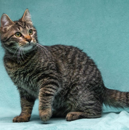 Прекрасный котенок тигренок Тихон в поисках дома. В дар!, котенок 9 месяцев