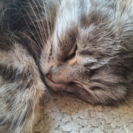 Красавица Мадлен из МурМяу ищет дом. В дар!, Голубо-кремовый, Котельники, Кошка в хорошие руки