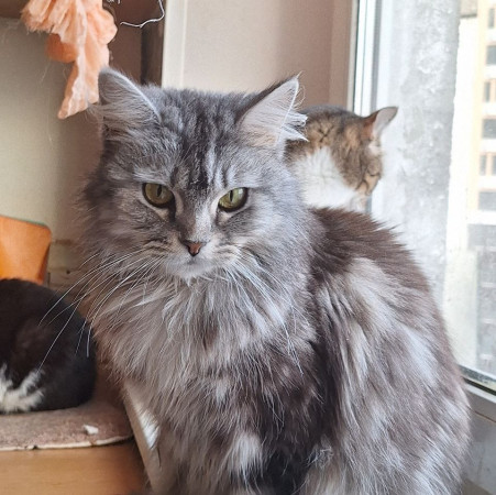 Красавица Мадлен из МурМяу ищет дом. В дар!, Голубо-кремовый, Котельники, Кошка в хорошие руки