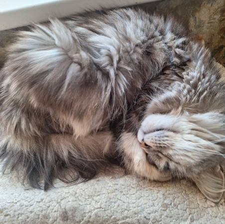 Красавица Мадлен из МурМяу ищет дом. В дар!, Голубо-кремовый, Котельники, Кошка в хорошие руки