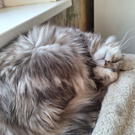 Красавица Мадлен из МурМяу ищет дом. В дар!, Голубо-кремовый, Котельники, Кошка в хорошие руки