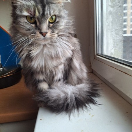 Красавица Мадлен из МурМяу ищет дом. В дар!, Голубо-кремовый, Котельники, Кошка в хорошие руки