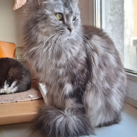 Красавица Мадлен из МурМяу ищет дом. В дар!, Голубо-кремовый, Котельники, Кошка в хорошие руки