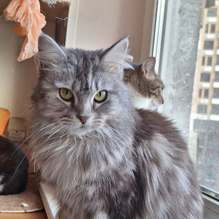 Красавица Мадлен из МурМяу ищет дом. В дар!, Голубо-кремовый, Котельники, Кошка в хорошие руки
