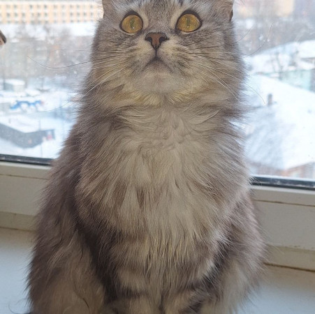 Красавица Мадлен из МурМяу ищет дом. В дар!, Голубо-кремовый, Котельники, Кошка в хорошие руки