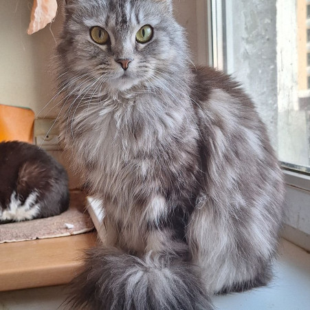Красавица Мадлен из МурМяу ищет дом. В дар!, Голубо-кремовый, Котельники, Кошка в хорошие руки