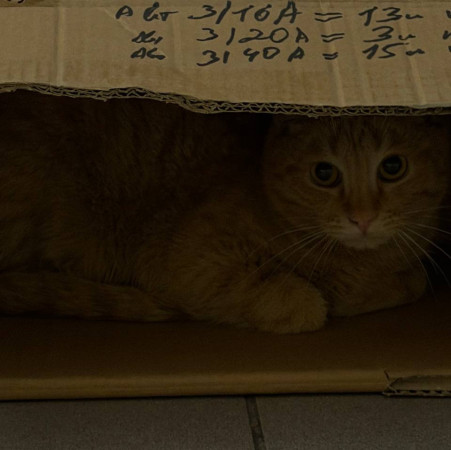 Кот Мотя остался без жилища и ищет дом! В дар!, Рыжий, Говорово, Кот в добрые руки