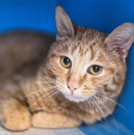 Кот Мотя остался без жилища и ищет дом! В дар!, Рыжий, Говорово, Кот в добрые руки