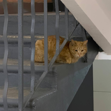 Кот Мотя остался без жилища и ищет дом! В дар!, Рыжий, Говорово, Кот в добрые руки