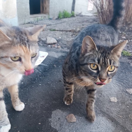 Кошка Женева ищет дом. В дар! , Полосатый, Котельники, Кошка в хорошие руки