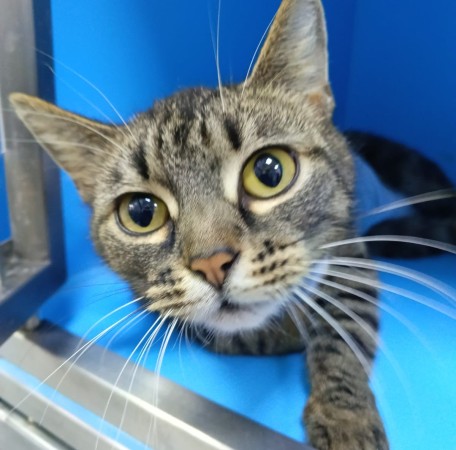 Кошка Женева ищет дом. В дар! , Полосатый, Котельники, Кошка в хорошие руки