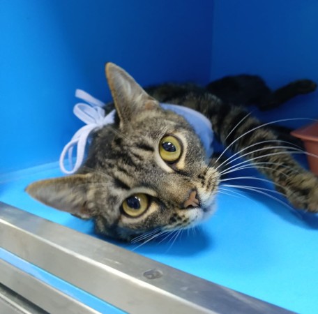 Кошка Женева ищет дом. В дар! , Полосатый, Котельники, Кошка в хорошие руки