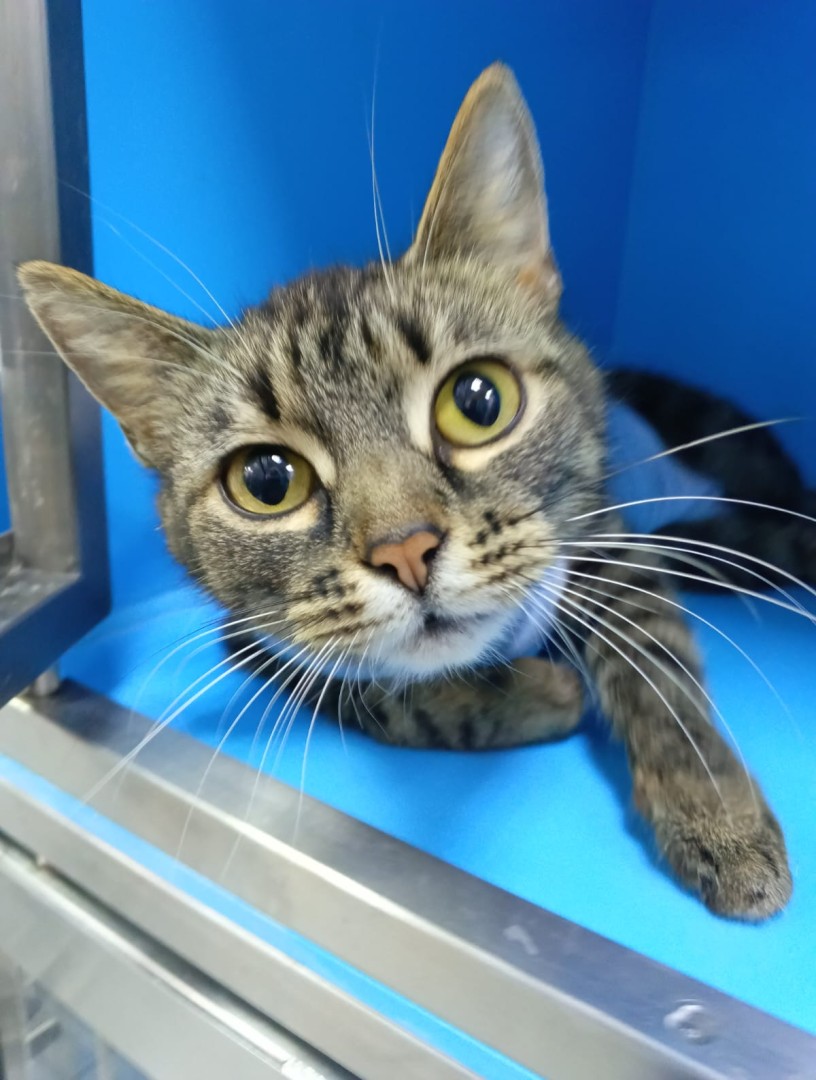 Кошка Женева ищет дом. В дар! , Полосатый, Котельники, Кошка в хорошие руки