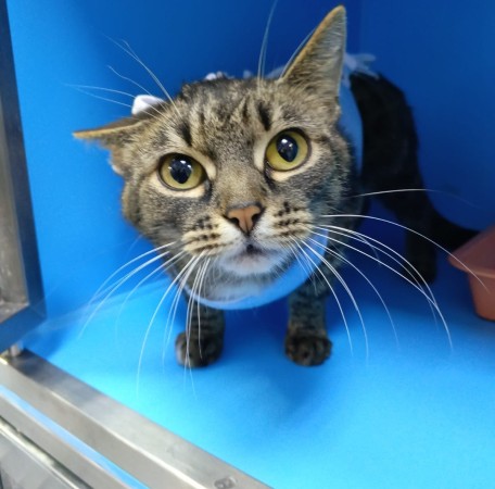 Кошка Женева ищет дом. В дар! , Полосатый, Котельники, Кошка в хорошие руки