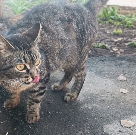 Кошка Женева ищет дом. В дар! , Полосатый, Котельники, Кошка в хорошие руки
