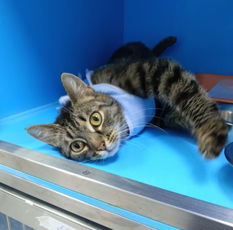 Кошка Женева ищет дом. В дар! , Полосатый, Котельники, Кошка в хорошие руки