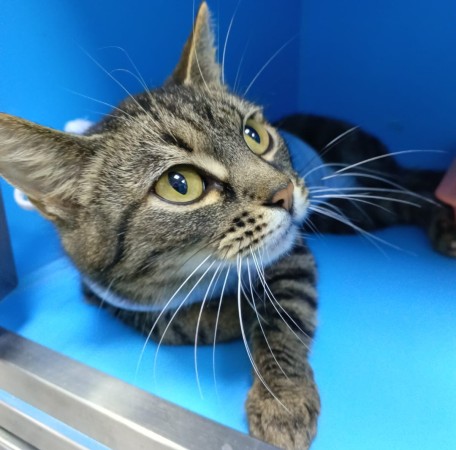 Кошка Женева ищет дом. В дар! , Полосатый, Котельники, Кошка в хорошие руки