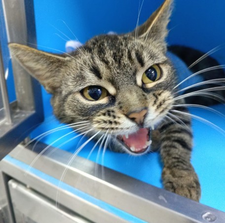 Кошка Женева ищет дом. В дар! , Полосатый, Котельники, Кошка в хорошие руки