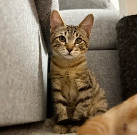 Котята в добрые руки, котенок 4 месяца