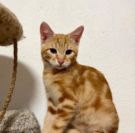 Котята в добрые руки, котенок 4 месяца
