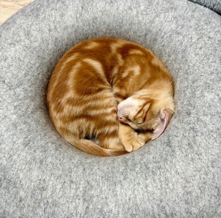 Котята в добрые руки, котенок 4 месяца