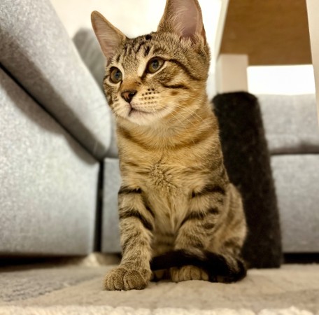 Котята в добрые руки, котенок 4 месяца