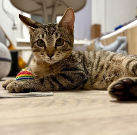 Котята в добрые руки, котенок 4 месяца