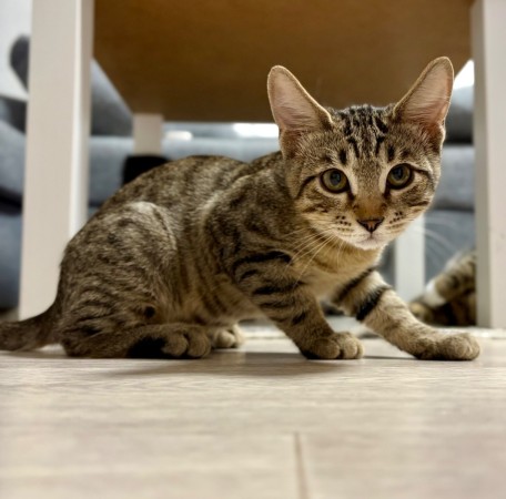 Котята в добрые руки, котенок 4 месяца