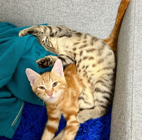 Котята в добрые руки, котенок 4 месяца
