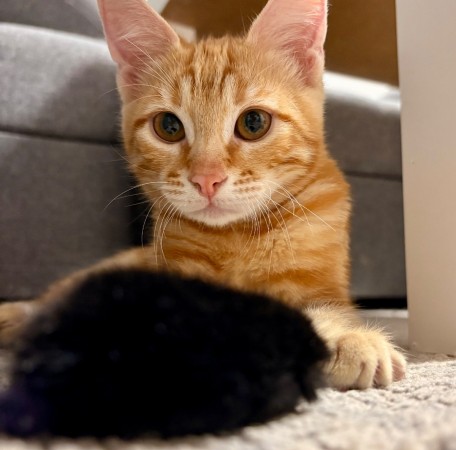 Котята в добрые руки, котенок 4 месяца