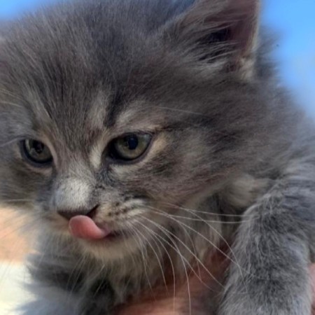 Котёнок Веня ждёт свою семью