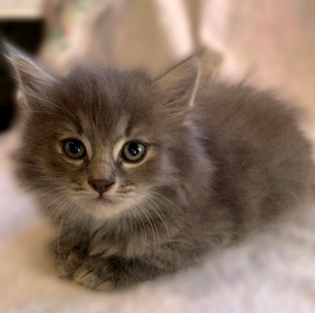 Котёнок Веня ждёт свою семью