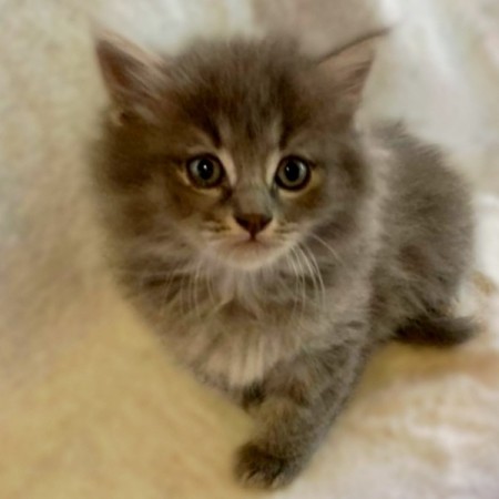 Котёнок Веня ждёт свою семью