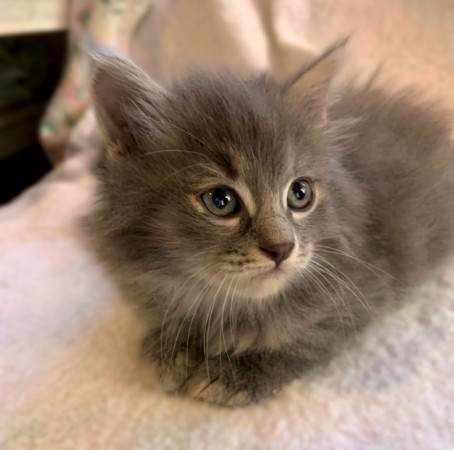 Котёнок Веня ждёт свою семью