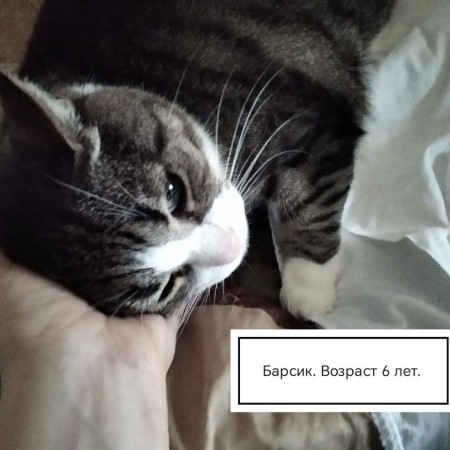 Барсик ищет дом. В добрые руки! , Двухцветный, Солнцево, Кот в добрые руки