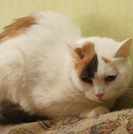 Красавица Беляночка 9 лет ждёт... , Белый, Солнцево, Кошка в хорошие руки