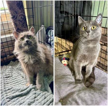 Кошечка Рюша ищет хозяев , Голубой, Фрунзенская, Кошка в хорошие руки