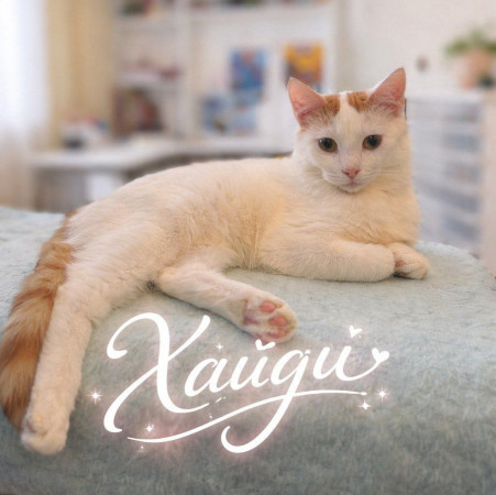 Котик-подросток Хайди ищет дом. В дар!, котенок 7 месяцев