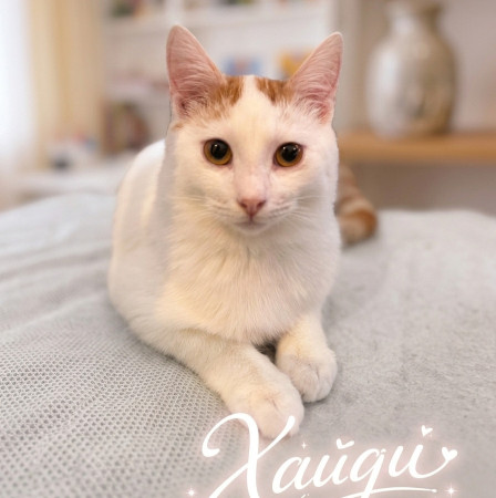Котик-подросток Хайди ищет дом. В дар!, котенок 7 месяцев