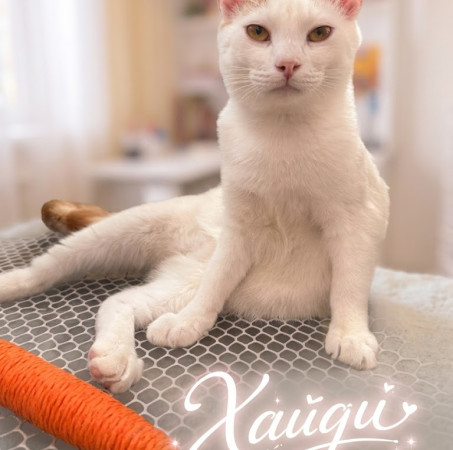 Котик-подросток Хайди ищет дом. В дар!, котенок 7 месяцев