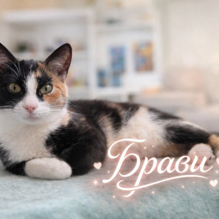 Кошечка- подросток Брави ищет дом. В дар!, котенок 7 месяцев