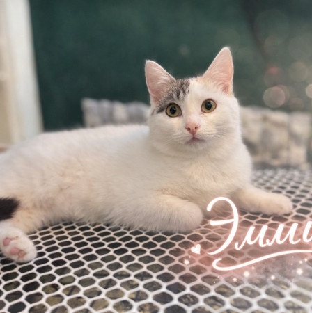 Кошечка-подросток  Эмми ищет дом. В дар!, котенок 7 месяцев