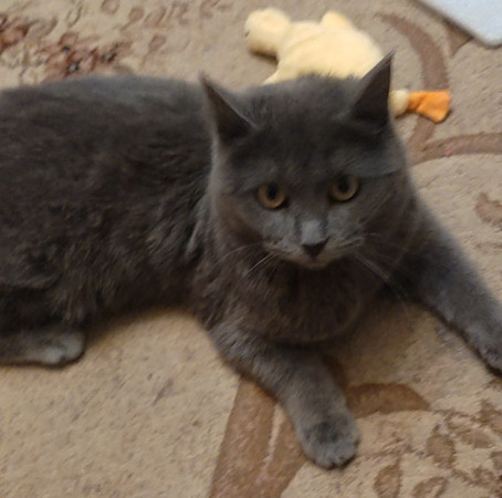 Чудо-кошка ШИБА, русская голубая ищет дом. В дар!, Голубой, Бульвар Дмитрия Донского, Кошка в хорошие руки